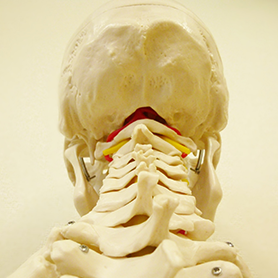 あなたの頭蓋骨は、きちんと呼吸できていますか？